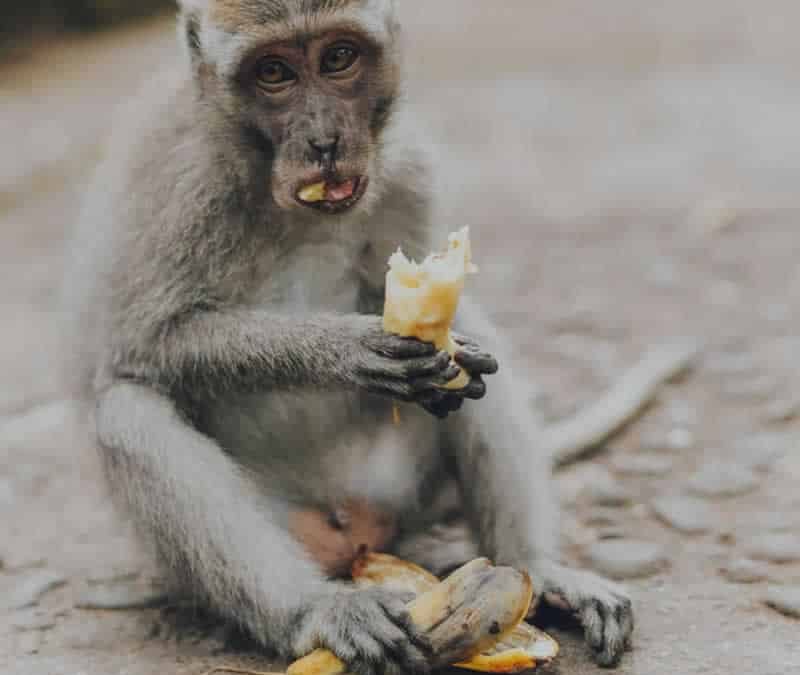 Monkey eating a banana