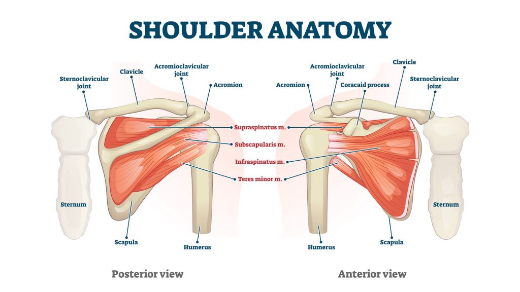 shoulder pain, Shoulder Pain and Chiropractic, Peak Chiropractic